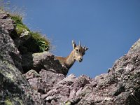 Sul Pizzo del Becco e Cima Giovanni Paolo II dal Passo di Mezzeno il 27 ag. 08 - FOTOGALLERY